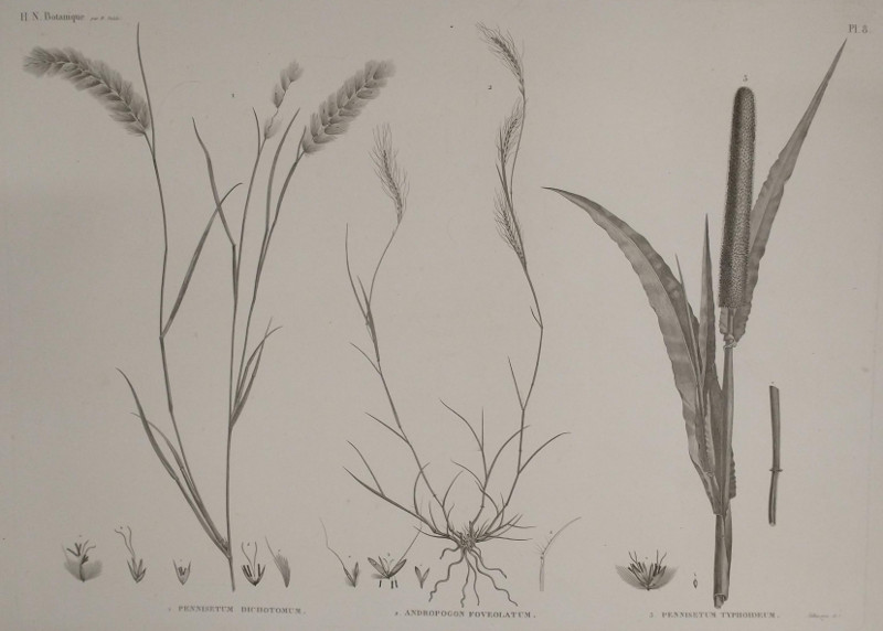 afbeelding van prent H.N. Botanique: P8: 1. Pennisetum Dichotomum, 2. Andropogon Foveolatum, 3. Pennisetum Typhoideum van Selier,  M. Delile (, )