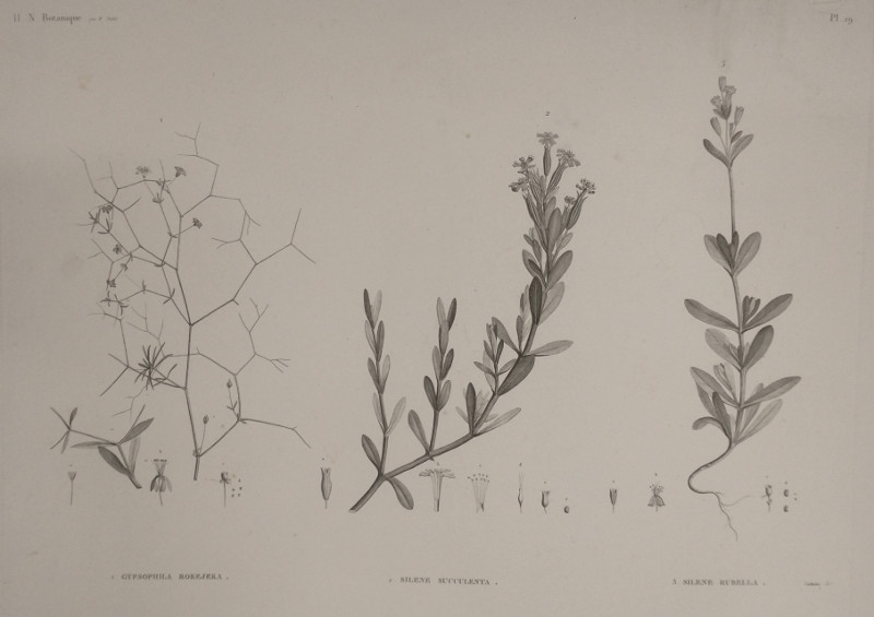 afbeelding van prent H.N. Botanique: P29 1. Gypsophila Rokejeka, 2. Silene Succulenta, 3. Silene Rubella van Plee,  M. Delile (, )