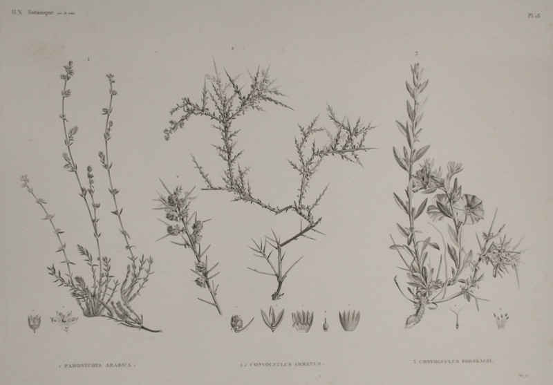 afbeelding van prent H.N. Botanique: 1. Paronychia Arabica, 2.2 Convolvulus Armatus, 3. Convolvulus Forsalii van Plee,  M. Delile (, )