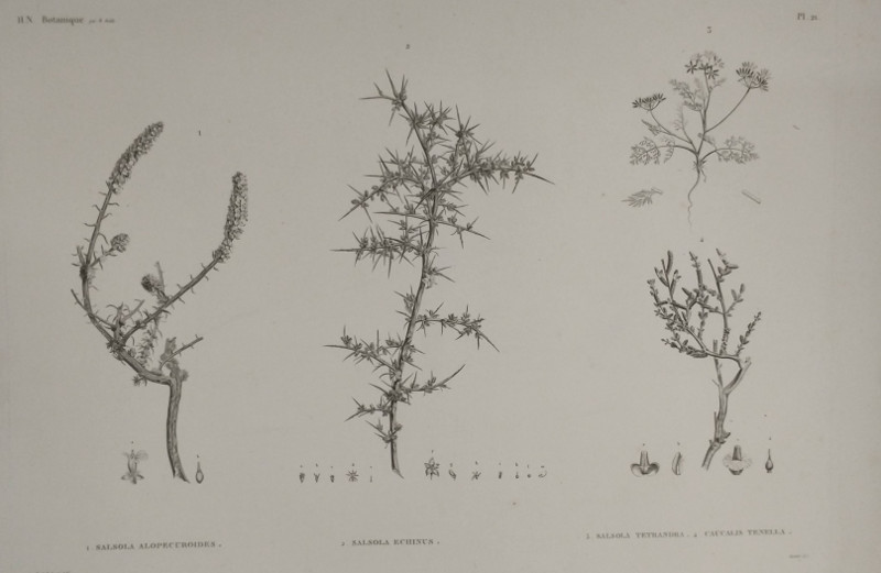 afbeelding van prent H.N. Botanique: 1. Salsola  Alopecuroides, 2. Salsola Echinus, 3. Salsola Tetrandra. 4. Caucalis Ten van H.J. Redouté,  M. Delile (, )