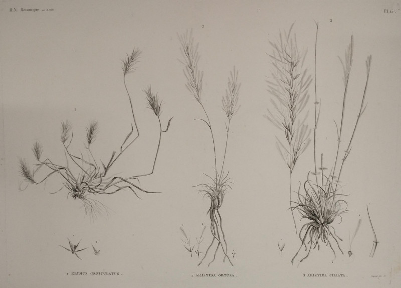 afbeelding van prent H.N. Botanique:13: 1. Flymus Geniculatus, 2. Aristida Obtusa, 3. Aristida Ciliata van Guyard,  M. Delile (, )