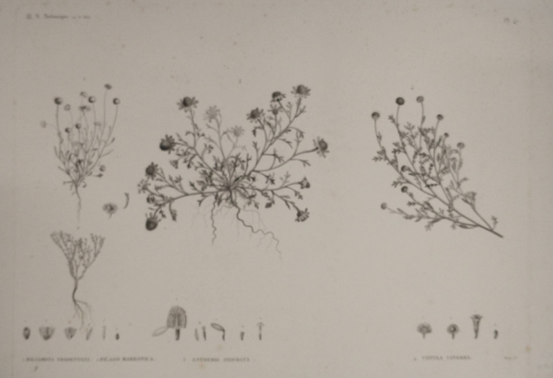 afbeelding van prent H.N. Botanique: P47: 1. Balsamita Tridentata, 2. Filagp Mareotica, 3. Anthemis Indurata... van Maret,  M. Delile ( )