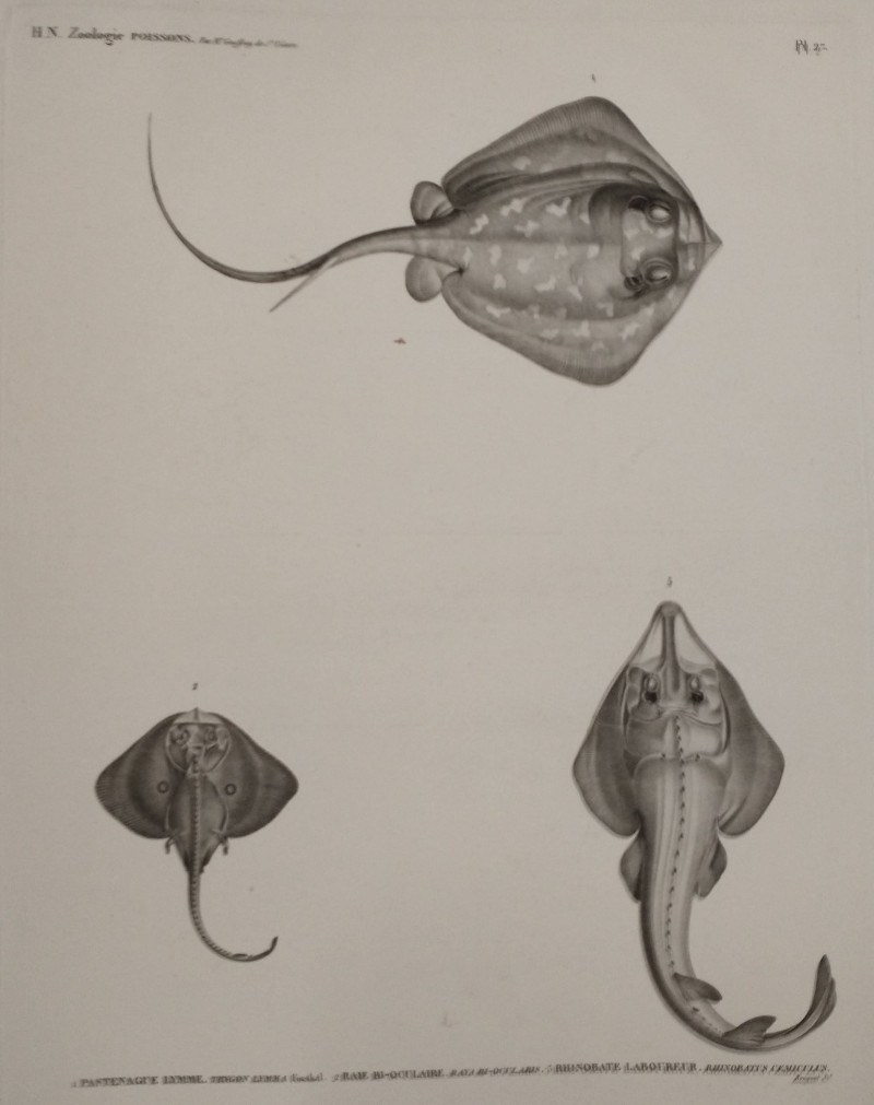 afbeelding van prent H.N. Zoologie Poissons van Bouquet,  Sir Geoffret de st Hilaire ( )