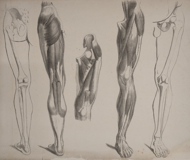 afbeelding van prent Botten en spieren van het menselijk been van nn (Geneeskunde, )