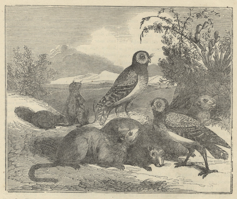 afbeelding van prent Marmotten en holenuilen van nn naar Lucien Bonaparte