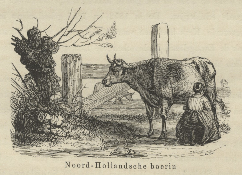 afbeelding van prent Noord-Hollandsche boerin van nn (Koe, )