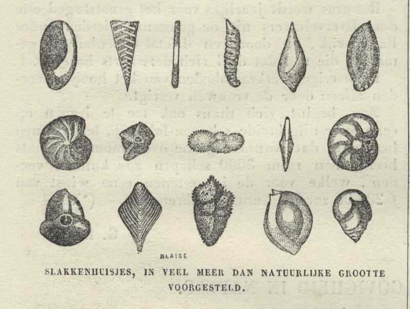 afbeelding van prent Slakkenhuisjes, in veel meer dan natuurlijke grootte voorgesteld. van Blaise (Vis, )