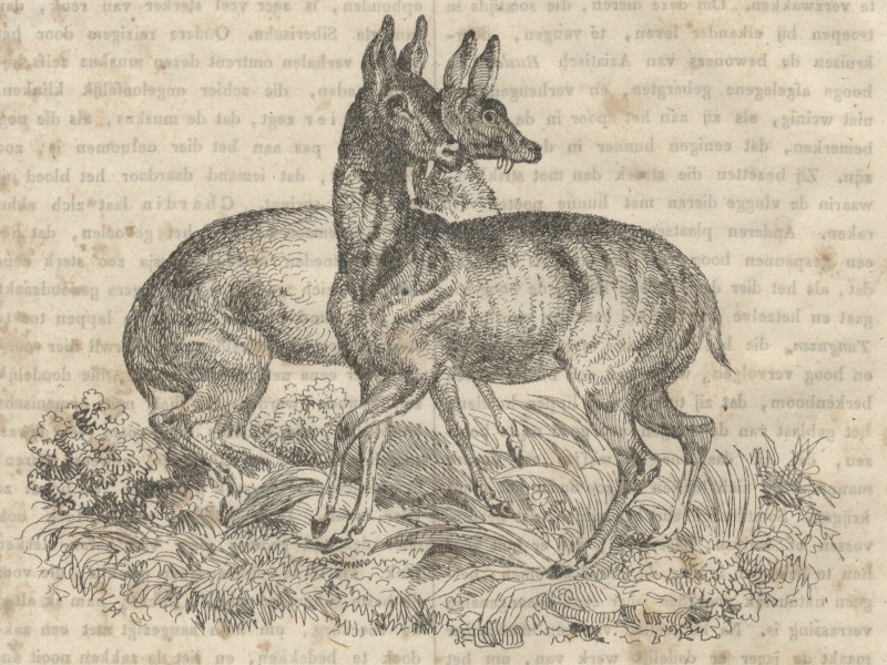 afbeelding van prent Het muskusdier van nn