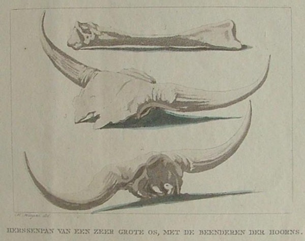 afbeelding van prent Herssenpan van een zeer grote os, met de beenderen der hoorne van H. Hoogers