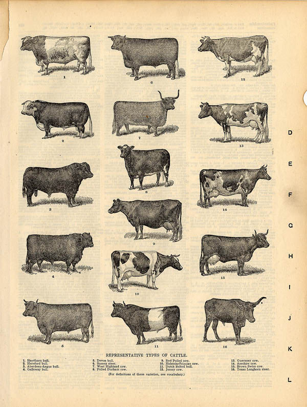 afbeelding van prent Representatives Types of Cattle van Funk&Wagnalls Company