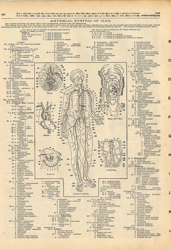 afbeelding van prent Arterial System of Man van Funk&Wagnalls Company (Geneeskunde)