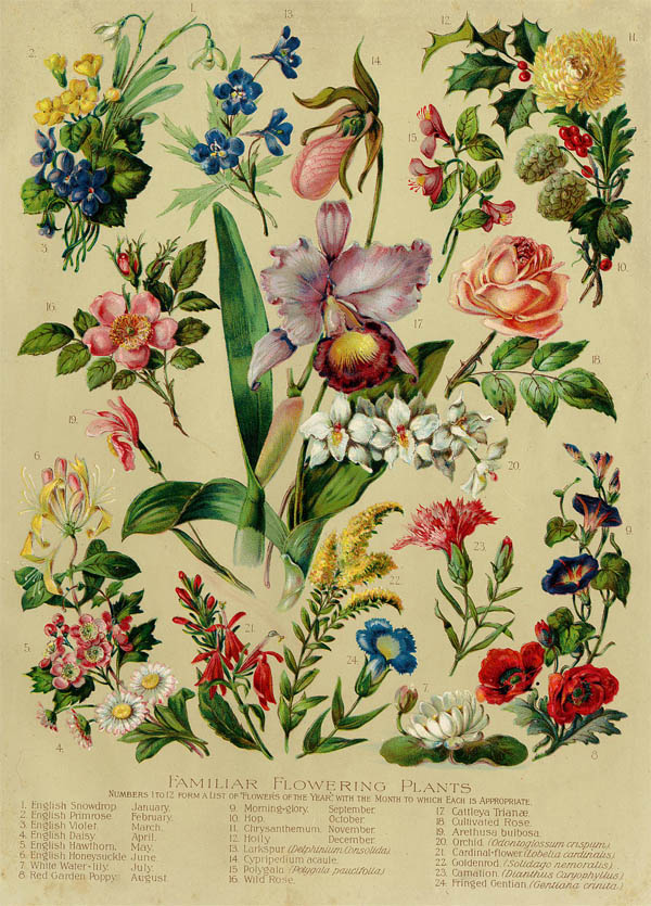 afbeelding van prent Familiar Flowering Plants van Funk&Wagnalls Company