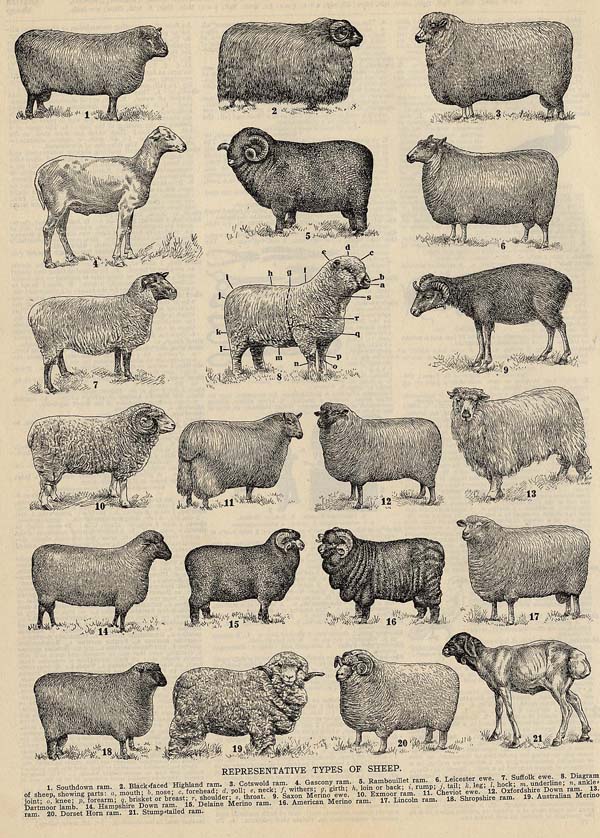 afbeelding van prent Representative Types of Sheep van Funk&Wagnalls Company (Schaap)