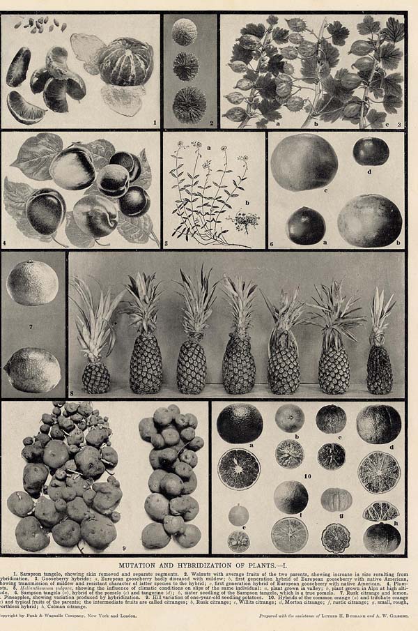 afbeelding van prent Mutation and Hybridization of Plants van Funk&Wagnalls Company