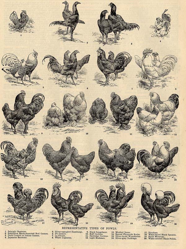 afbeelding van prent Representative Types of Fowls van Funk&Wagnalls Company (Vogel)