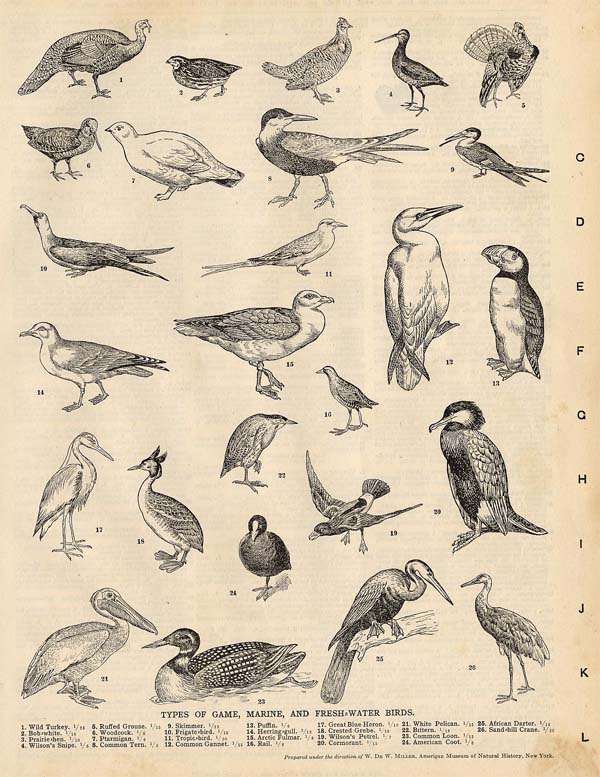 afbeelding van prent Types of Game, Marine, And Fresh-water Birds van Funk&Wagnalls Company