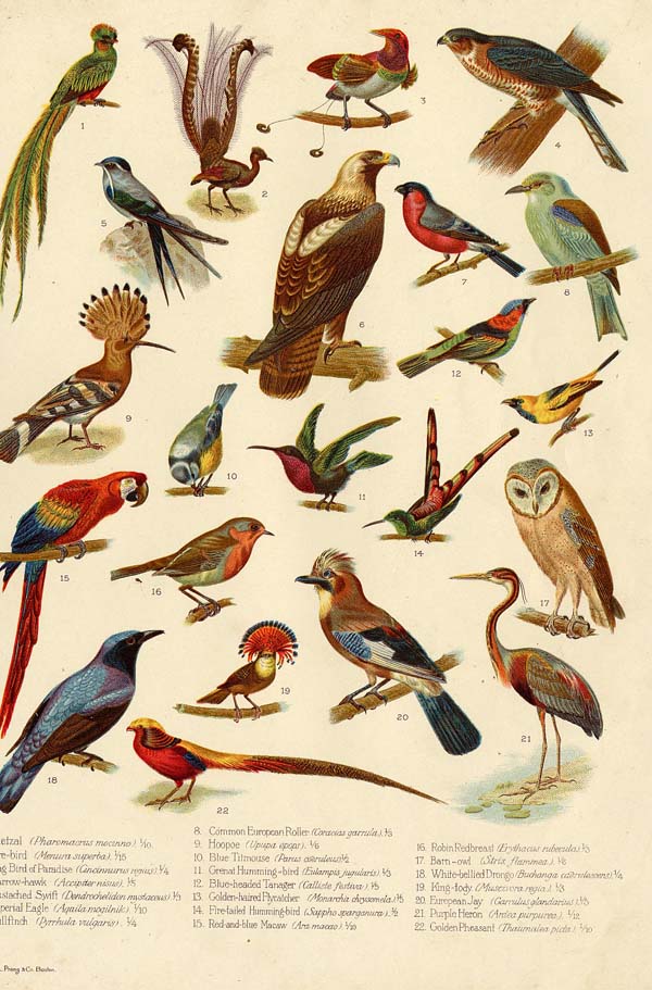 afbeelding van prent Types of Birds van Funk&Wagnalls Company (Vogel)