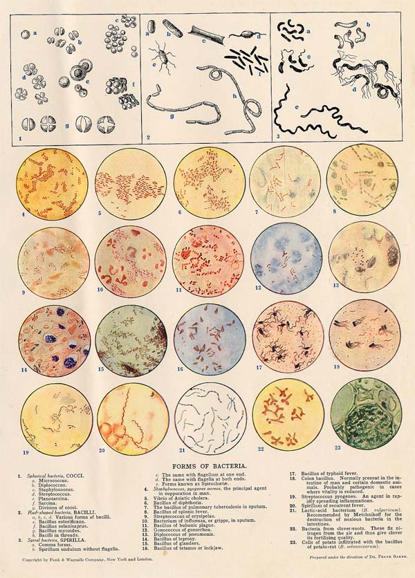 afbeelding van prent Forms of Bacteria van Funk&Wagnalls Company (Geneeskunde,)