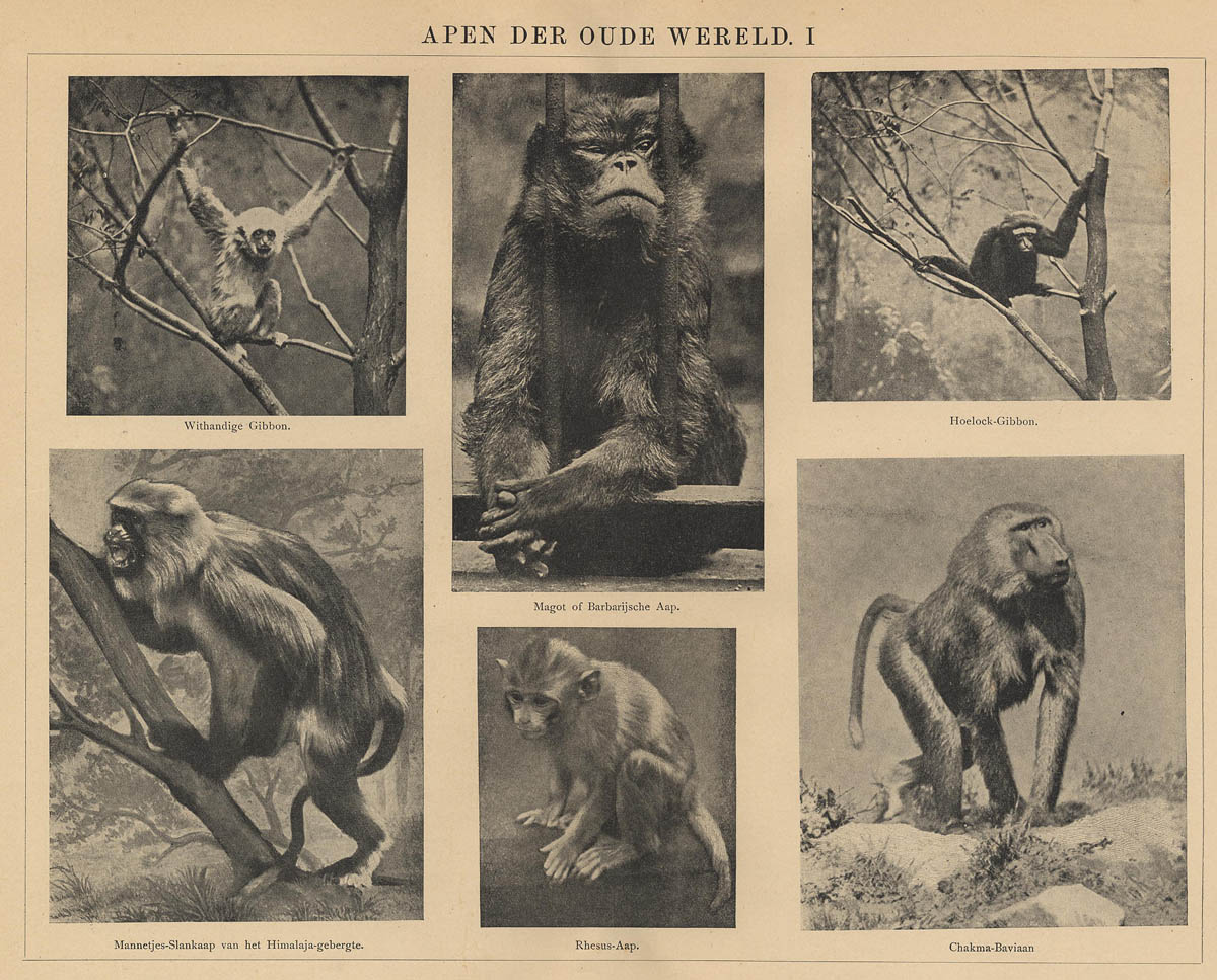 afbeelding van prent Apen der oude wereld I (1) van Winkler Prins (Aap)