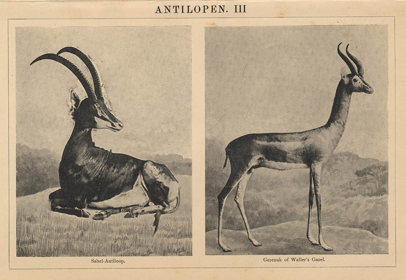 afbeelding van prent Antilopen III (3) van Winkler Prins