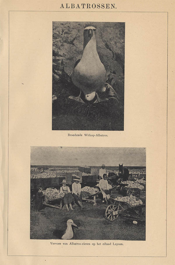 afbeelding van prent Albatrossen van Winkler Prins (Vogel)