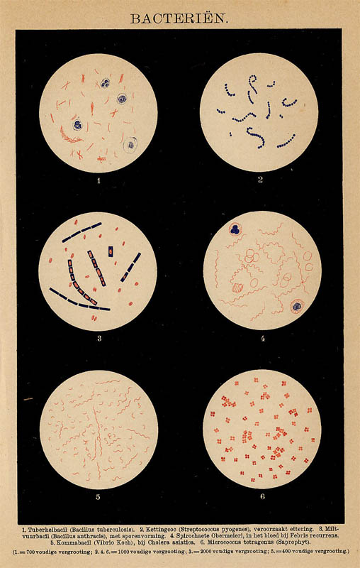 afbeelding van prent Bacteriën van Winkler Prins (Geneeskunde,)