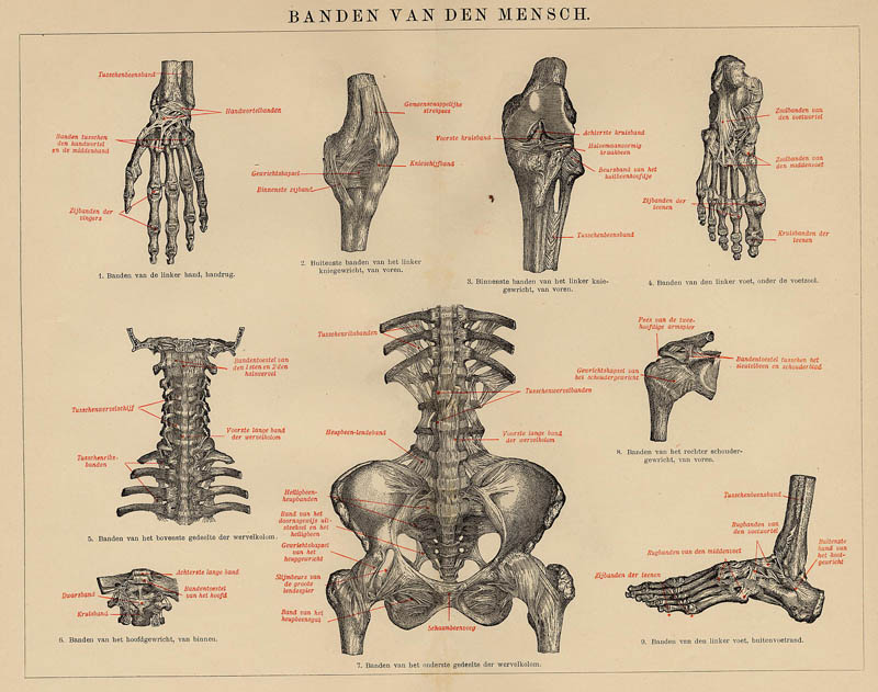 afbeelding van prent Banden van den mensch van Winkler Prins (Geneeskunde)
