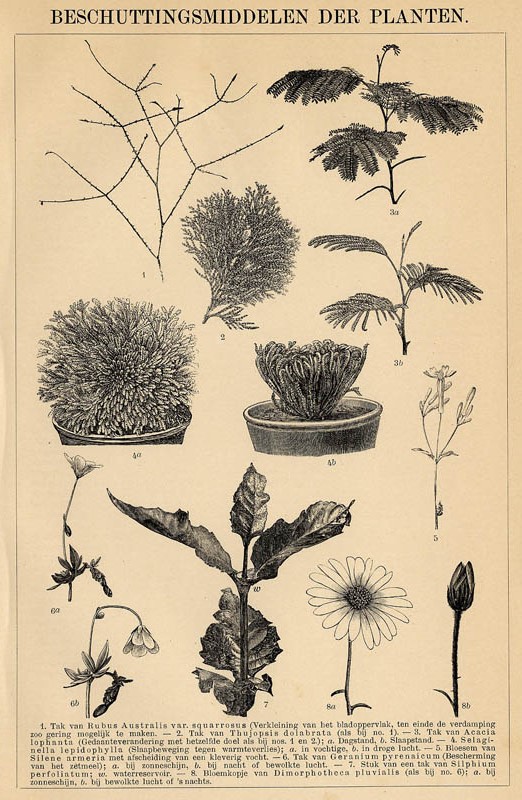 afbeelding van prent Beschuttingsmiddelen der planten van Winkler Prins