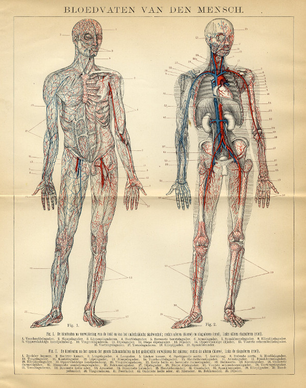 afbeelding van prent Bloedvaten van den mensch van Winkler Prins (Geneeskunde)