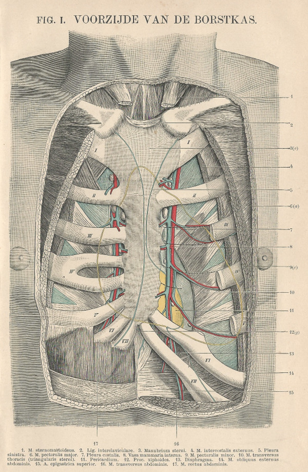 afbeelding van prent Fig. 1. Voorzijde van de borstkas van Winkler Prins (Geneeskunde)