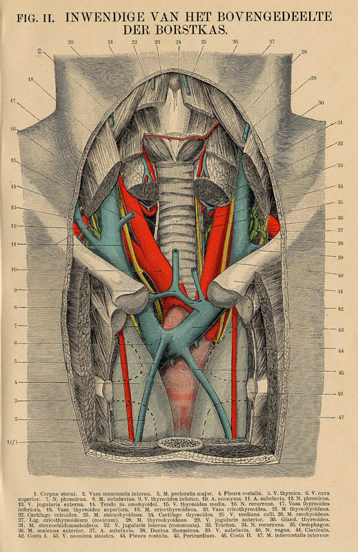 afbeelding van prent Fig. II. Inwendige van het bovengedeelte der brostkas. van Winkler Prins (Geneeskunde)