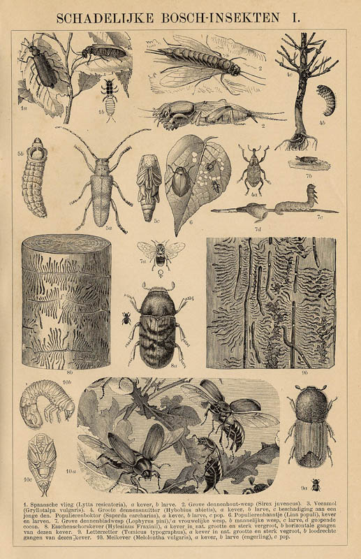 afbeelding van prent Schadelijke Bosch-Insekten I van Winkler Prins (Insect)