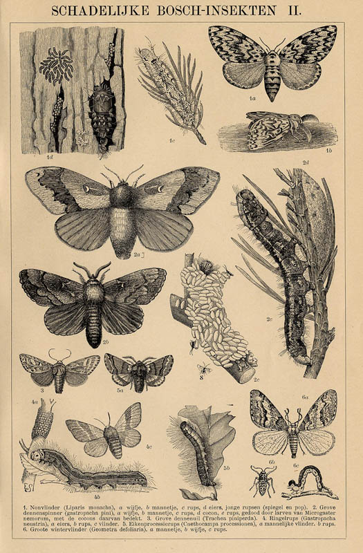 afbeelding van prent Schadelijke Bosch-Insekten II van Winkler Prins (Insect)