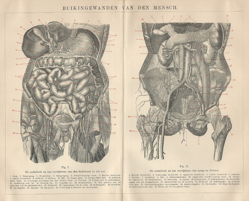 afbeelding van prent Buikingewanden van den mensch van Winkler Prins (Geneeskunde)