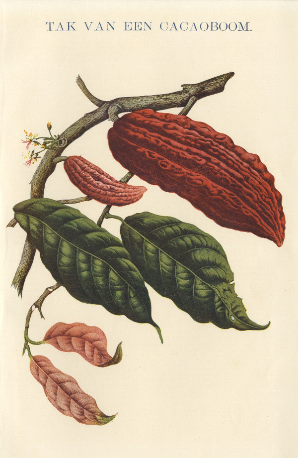 afbeelding van prent Tak van een Cacaoboom van Winkler Prins