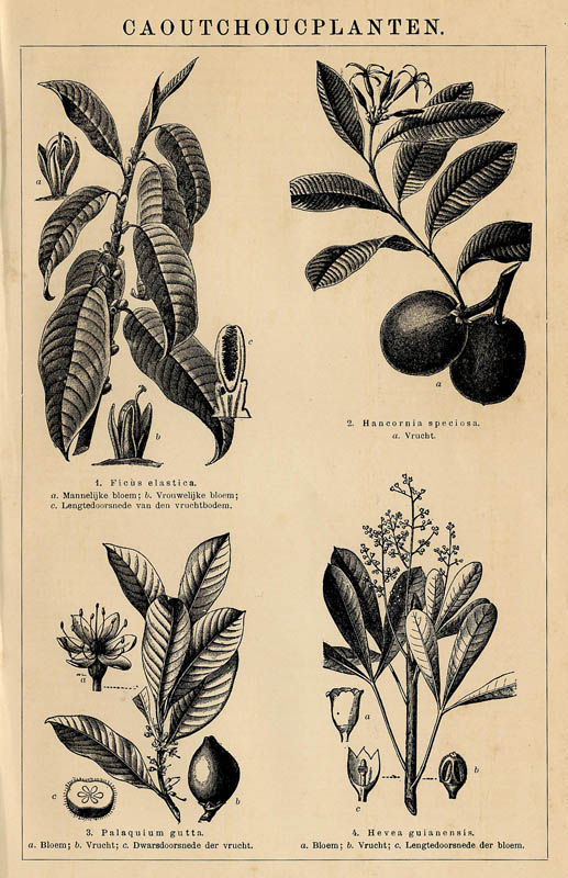 afbeelding van prent Caoutchoucplanten van Winkler Prins