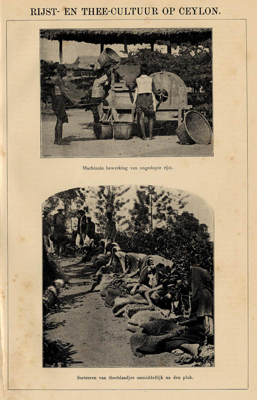 afbeelding van prent Rijst- en Thee-cultuur op Ceylon van Winkler Prins