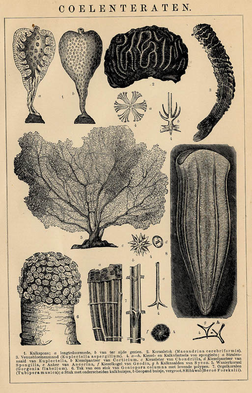 afbeelding van prent Coelenteraten van Winkler Prins