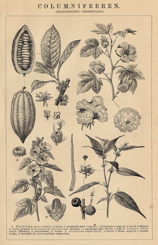 afbeelding van prent Columnifeeren (Dicotyledonen, Choriptetalen) van Winkler Prins