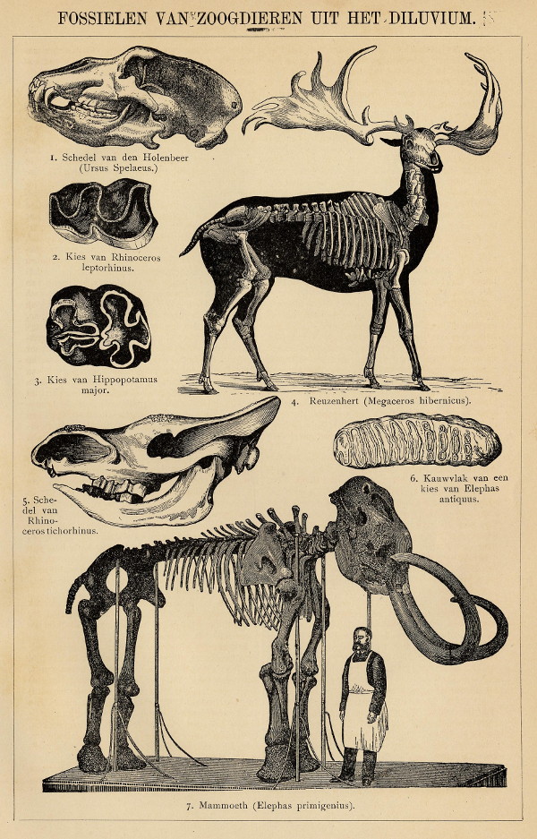 afbeelding van prent Fossielen van Zoogdieren uit het Diluvium van Winkler Prins (Paleontologie)