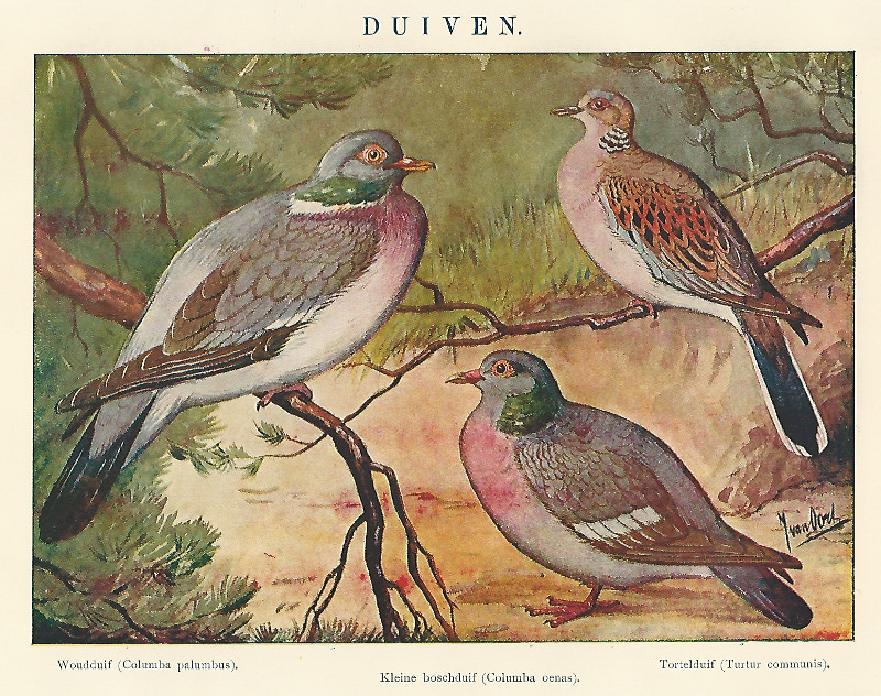afbeelding van prent Duiven van Winkler Prins, J van Oort (Vogel)