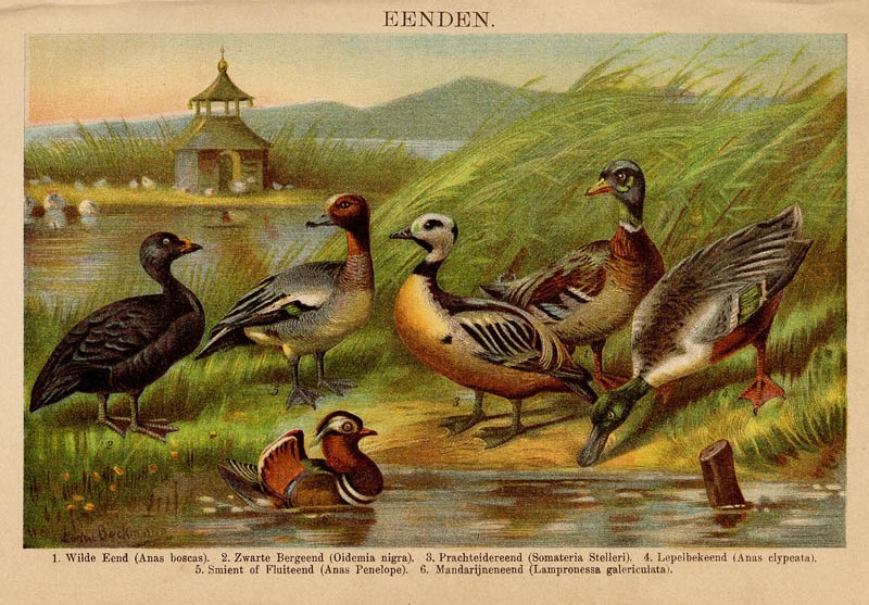 afbeelding van prent Eenden van Winkler Prins (Ludwig Beckman) (Vogel)