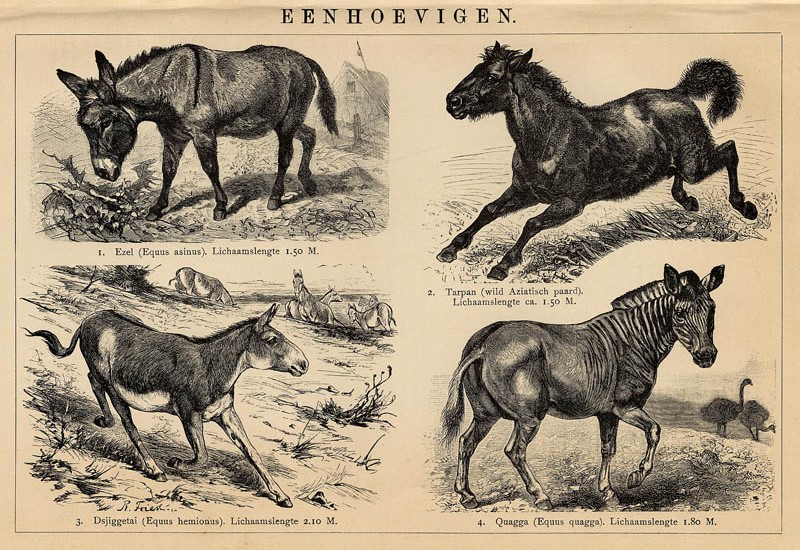 afbeelding van prent Eenhoevigen van Winkler Prins (R. Friese) (Paard)