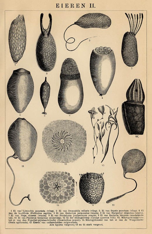 afbeelding van prent Eieren II van Winkler Prins (Insect)