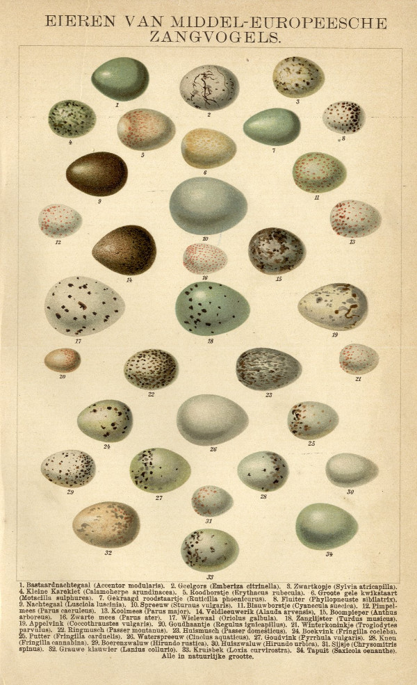 afbeelding van prent Eieren van middel-europeesche zangvogels van Winkler Prins (Vogel)