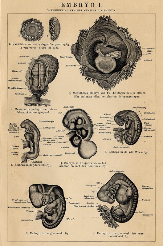afbeelding van prent Embryo I van Winkler Prins (Geneeskunde)