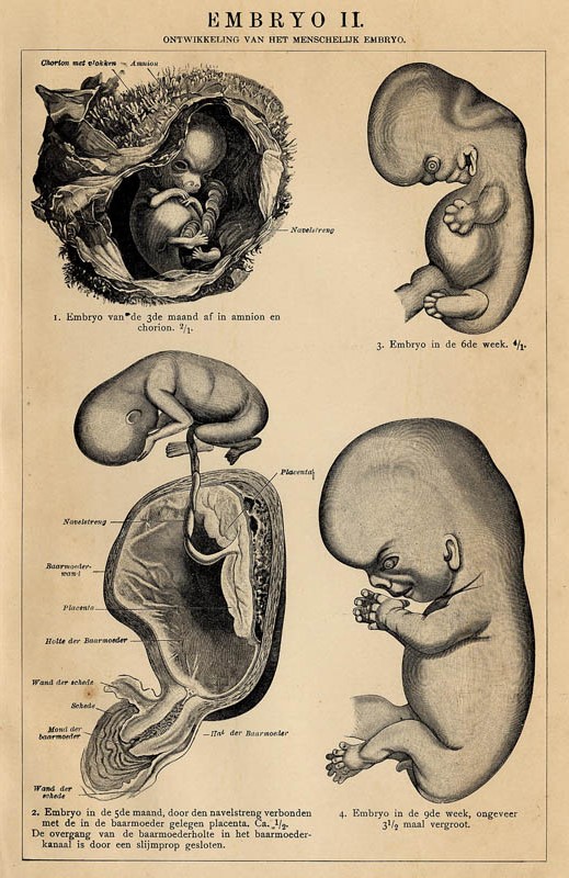 afbeelding van prent Embryo II van Winkler Prins (Geneeskunde)