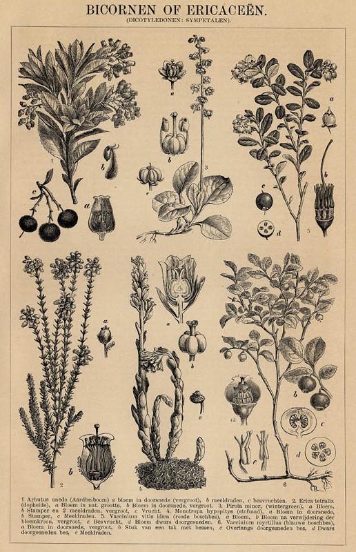 afbeelding van prent Bicornen of Ericaceën (Dicotyledonen : Sympetalen) van Winkler Prins
