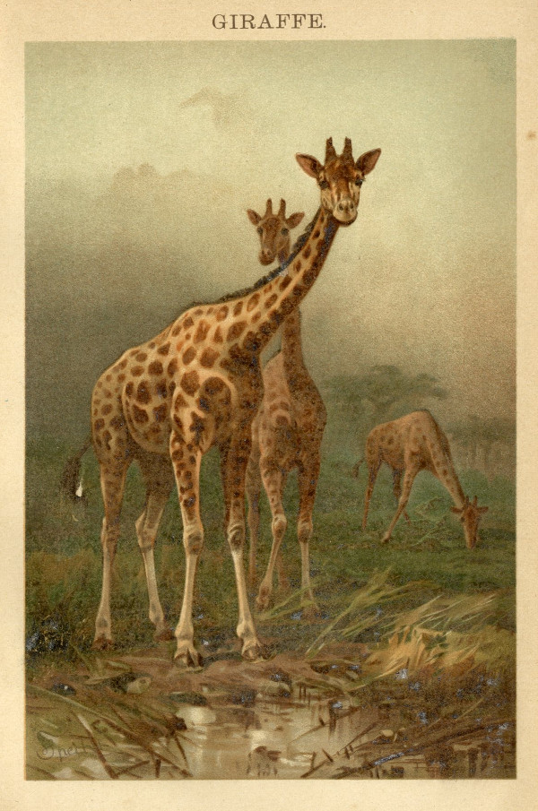 afbeelding van prent Giraffe van Winkler Prins, 