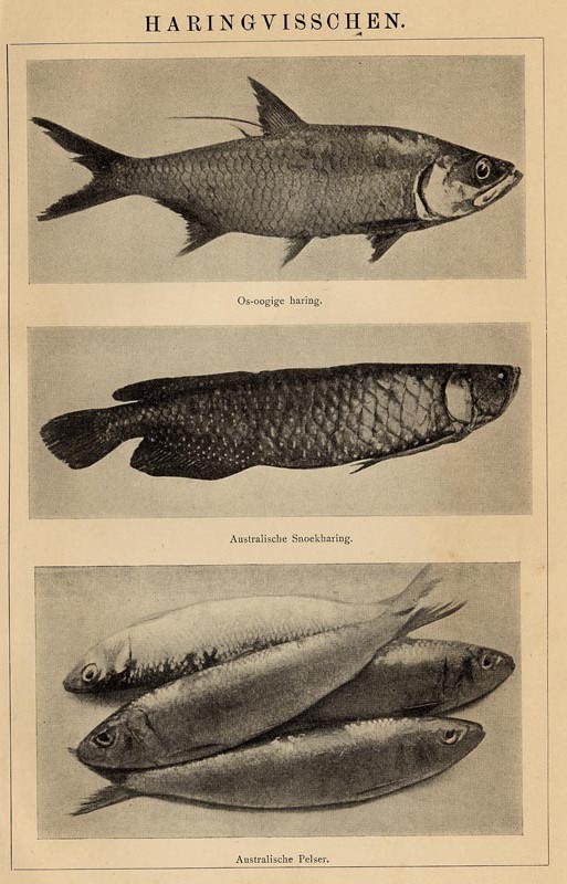 afbeelding van prent Haringvisschen van Winkler Prins (Vis)